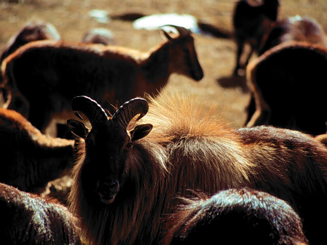 Herding Himalayan Thar, Nepal